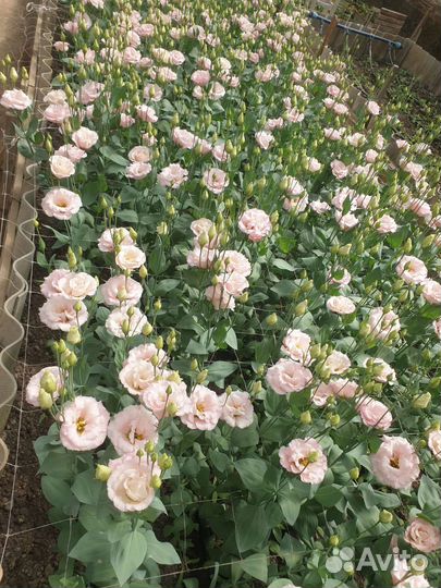 Живые цветы букеты