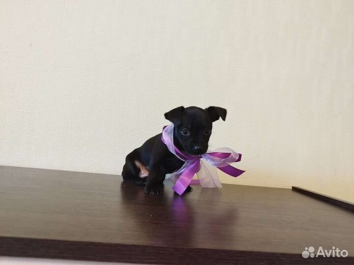 Чихуахуа, тойтерьеры, карликовые пинчеры Доставка