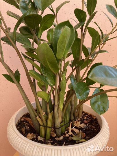 Замиокулькас долларовое дерево