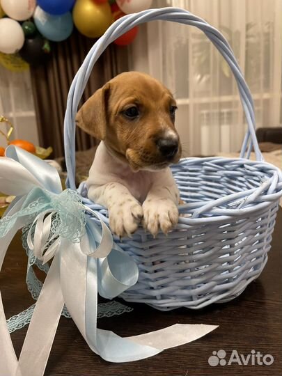 Джек Рассел терьер