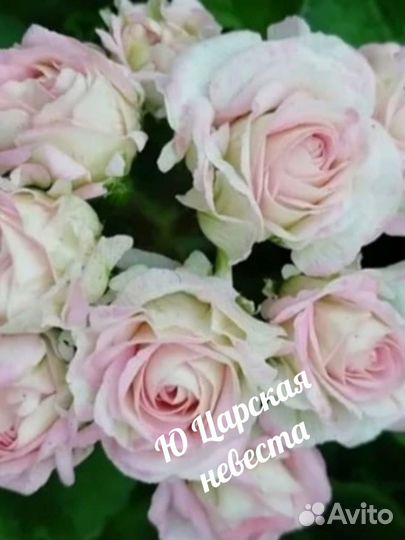 Пеларгония герань