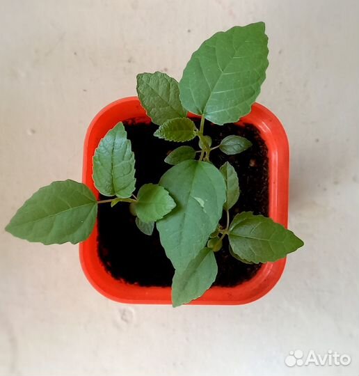 Инжир - для любителей экспериментов