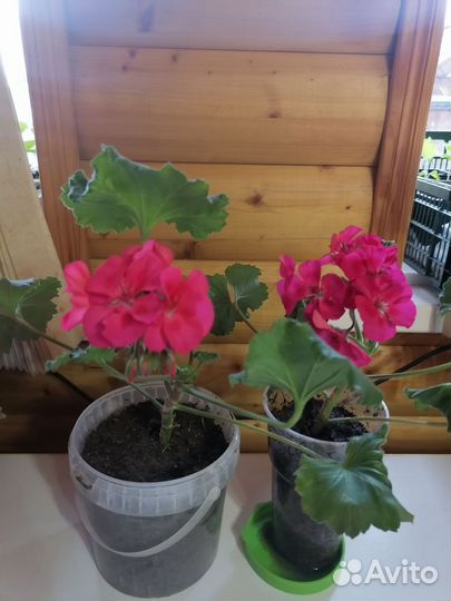 Комнатные растения цветы герань