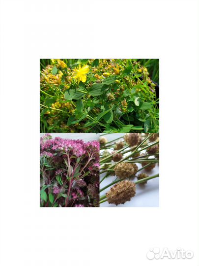 Лекарственные травы,цветы,семена