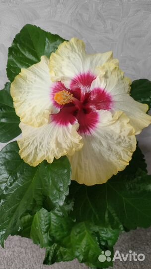 Черенок сортового гибискуса