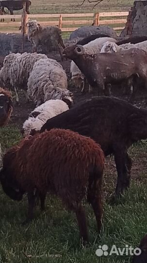 Бараны живым весом