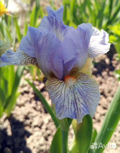 Ирисы карликовые