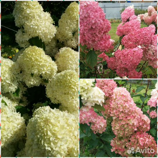 Гортензия метельчатая черенки