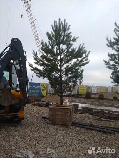 Крупномеры Сосны обыкновенной