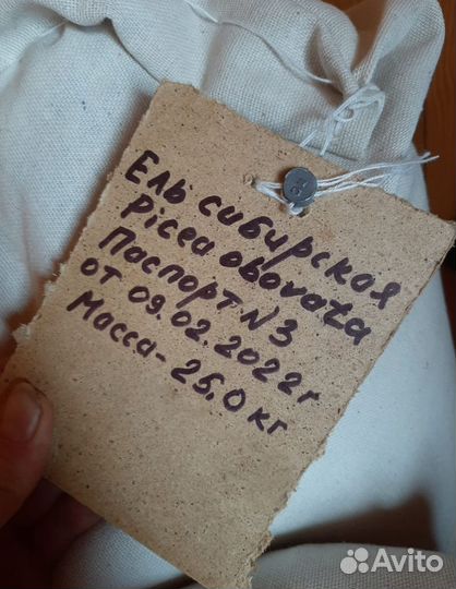 Доставка семян ели