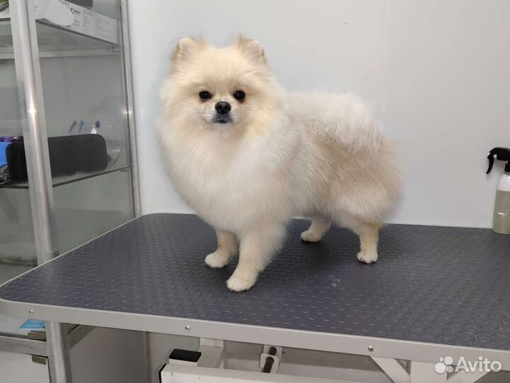 Профессиональный груминг шпица