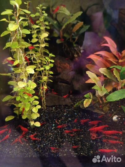 Креветки. Растения аквариумные