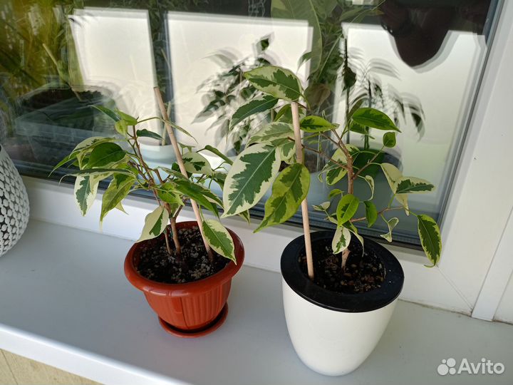 Фикус бенджамина