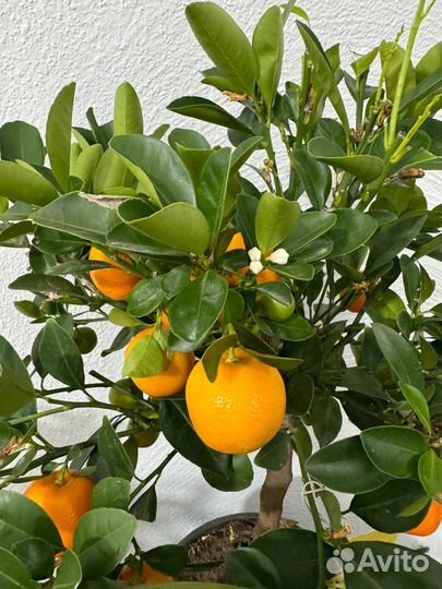 Каламондин