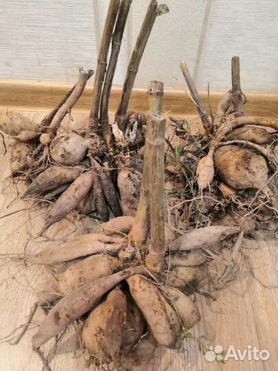 Корни георгин все за 500