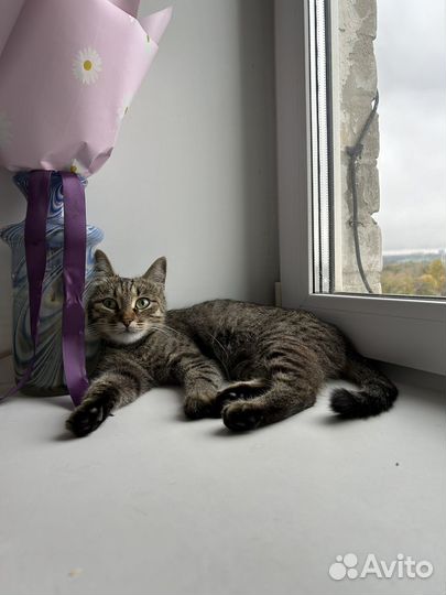 Кошка