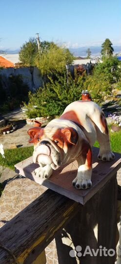 Английский бульдог