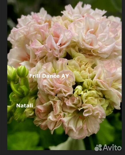 Черенки сортовой пеларгонии