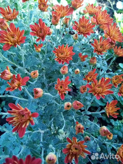 Хризантемы мультики