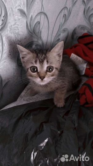 Котята бесплатно помесь веслоухих, бенгальских