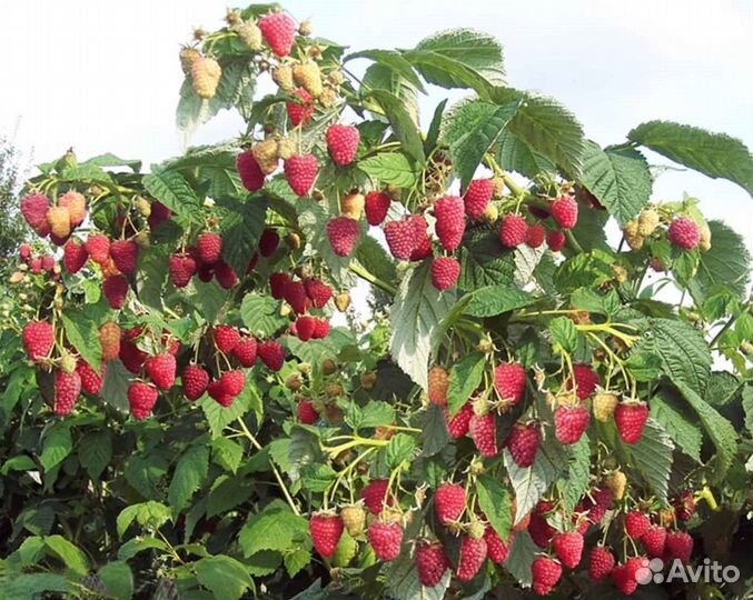 Продам малиновые деревья