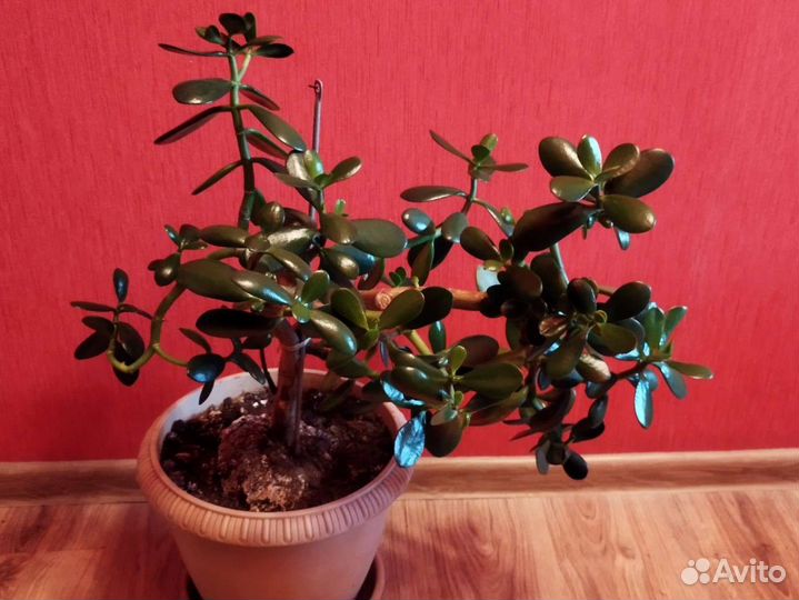Денежное дерево толстянка