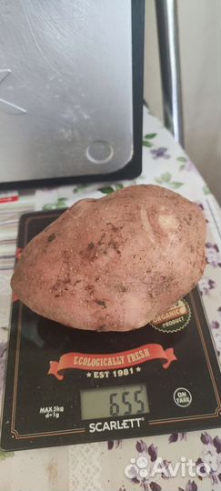 Картофель Сарпо Мира, Уника, Шервари Пирошка