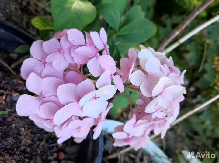 Ромашка садовая крупная. Гортензия розовая