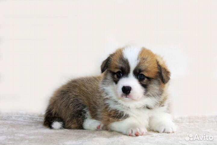 Щенки Вельш Корги Пемброка