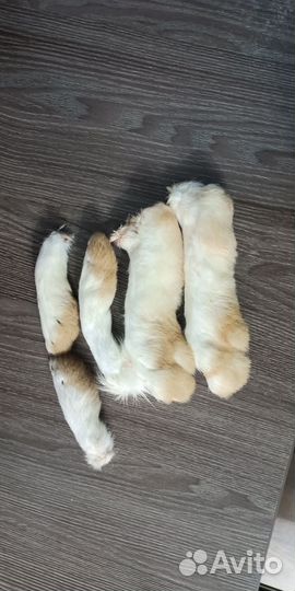Кроличьи лапки