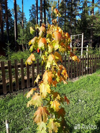 Клен остролистный саженцы 1,5-2,0м