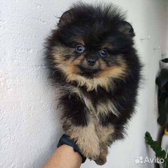 Померанский шпиц большой выбор щенков