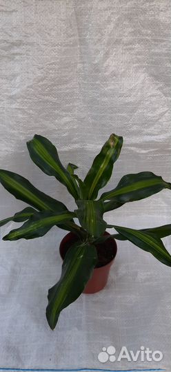 4 вида драцен