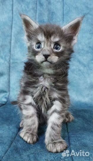 Котята мейн кун