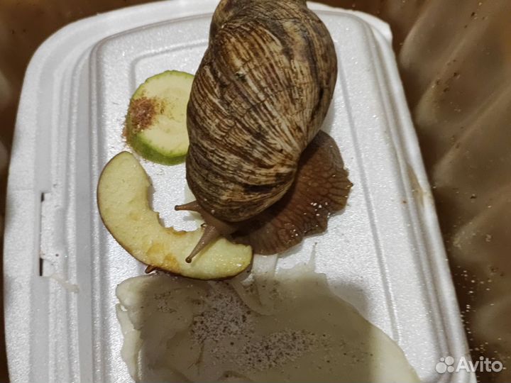 Улитки ахатины ретикулята