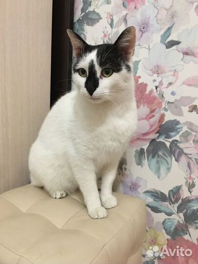 Сказочный котик ищет семью