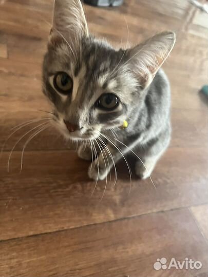Котенок 4 месяца