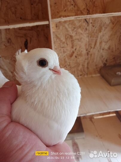 Статные голуби