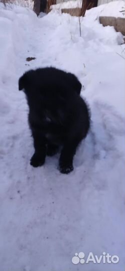 Щенки от метиса чёрного терьера