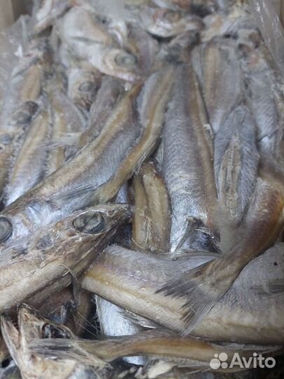 Морская рыба Мойва Патассу