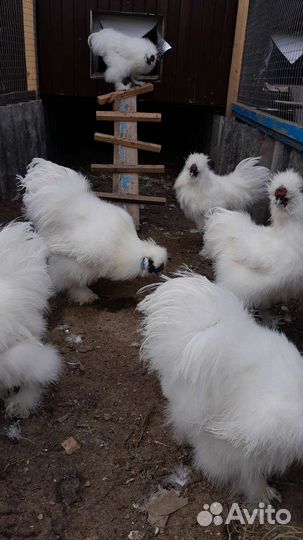 Петух китайский шелковый