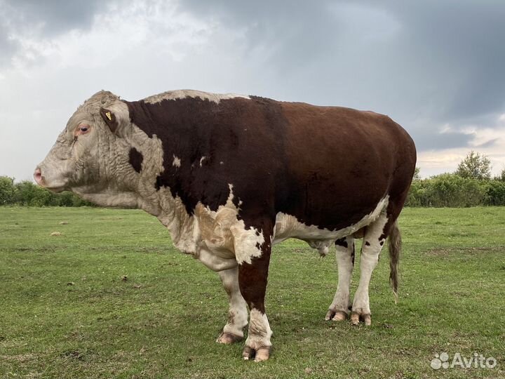 Быки герефорды