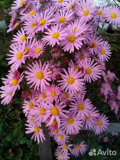 Хризантема зимующая