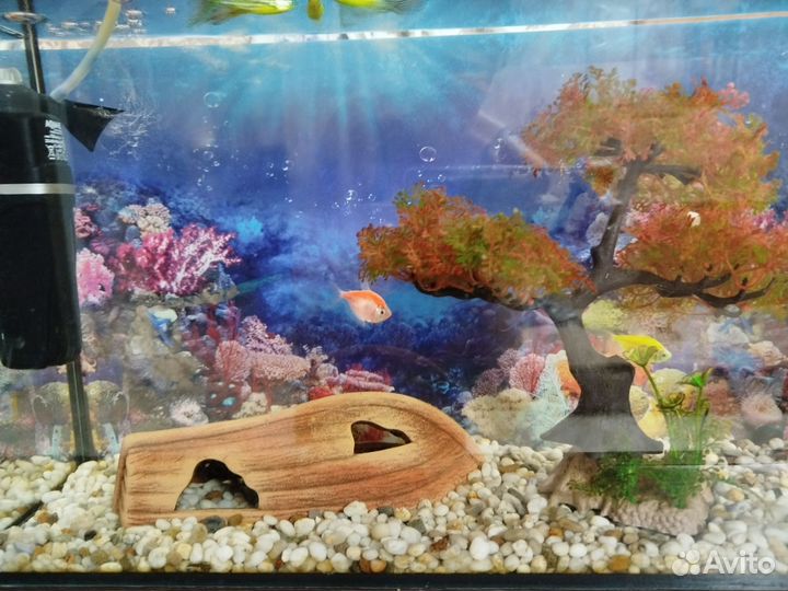 Аквариум