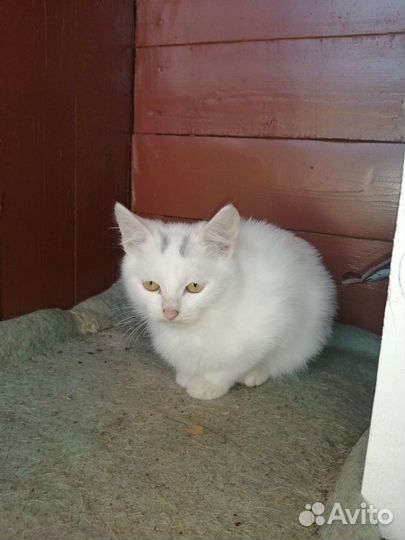Кошка в дар бесплатно