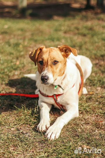 Бэтти ищет дом