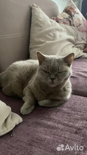 Ищем дом Боне