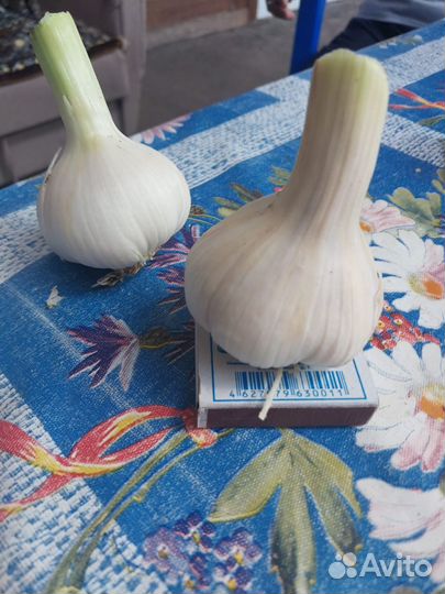 Чеснок Любаша