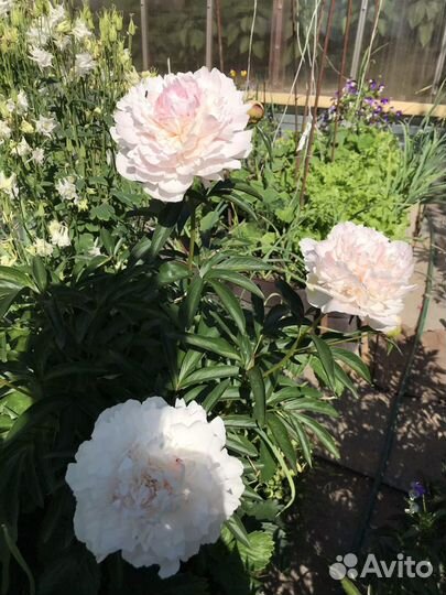 Многолетние цветы,кустарники