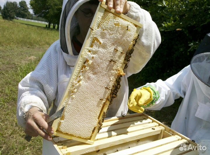 Мёд натуральный с Алтая опт